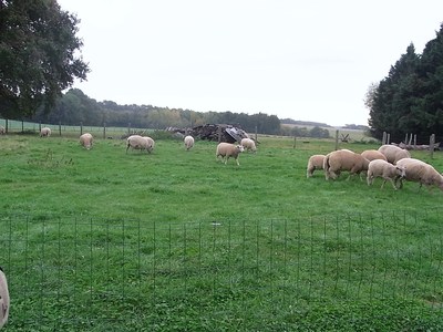 france sheep.JPG